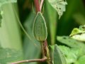 IMG: II Actions des plantes « antidiabétiques »