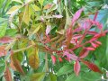 IMG: Quand la recherche se tourne vers des plantes oubliées