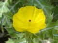 IMG: Argemone mexicana et Malaria