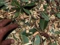 IMG: Introduction du bois raméal fragmenté en Afrique