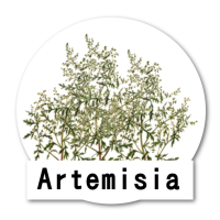 Artemisia