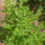IMG: Protocoles anti-malaria à base d'Artemisia annua