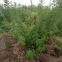 IMG: Artemisia afra - In vivo studies of antimalarial properties