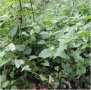 IMG: Achyranthes aspera - Umuhurura - Umuhurura ou Nyiragahurura : « celle qui vient au secours »
